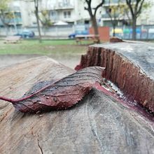 Fotografies- Textura. . Un projet de Photographie, Photographie extérieure , et Photographie smartphone de Isabella Rodríguez - 29.11.2021