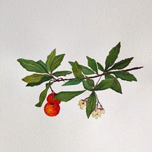 Il mio progetto del corso: Disegno botanico realistico ad acquerello. Design, Traditional illustration, Fine Arts, Painting, Watercolor Painting, and Botanical Illustration project by Sandra Rui - 11.29.2021
