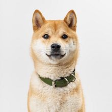 Mi Proyecto del curso: Introducción a la fotografía de perros. Un proyecto de Fotografía, Fotografía de retrato, Fotografía de estudio, Fotografía documental, Fotografía Lifest, le y Fotografía en interiores de ENRIQUE MURGUIA - 29.11.2021