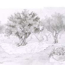 8-year-old kids harvesting olives. Een project van Traditionele illustratie,  Schetsen, Tekening met potlood,  Tekening, Anatomisch tekenen,  Beeldende kunst y  Artistieke tekening van velhadaldeia - 30.11.2021