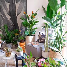 House Plant Travel - South Africa. Un proyecto de Diseño floral, vegetal, Fotografía en interiores, Fotografía Lifest, le, Marketing para Instagram, Interiorismo, Decoración de interiores, Escenografía y Diseño de interiores de Igor & Judith - Urban Jungle Bloggers - 15.03.2021
