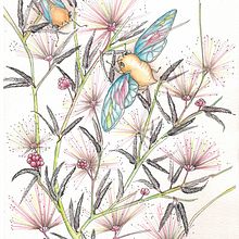 Cicadas on Rose Caliandra - Cigarras sobre Caliandra Rosa . Traditional illustration, Drawing, Watercolor Painting, and Naturalistic Illustration project by claudia regina - 11.30.2021