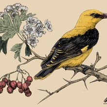 Illustrazione naturalistica a penna: Rigogolo su Biancospino. Traditional illustration, Drawing, Realistic Drawing, and Naturalistic Illustration project by mattiabardini.98 - 11.30.2021