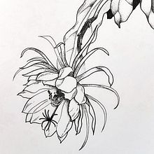 𝐶𝑒𝑠𝑡𝑟𝑢𝑚 𝑁𝑜𝑐𝑡𝑢𝑟𝑛𝑢𝑚. Un progetto di Illustrazione tradizionale, Illustrazione botanica e Design di tatuaggi di Karine Ferreira - 01.12.2021