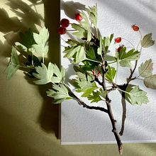 Il mio progetto del corso: Fotografia e video professionale con il tuo cellulare. Projekt z dziedziny Fotografowanie smartfonem, Instagram, Fotografia na Instagram,  Fotografia lifest i le użytkownika france_arcuri - 02.12.2021
