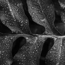 Samambaia . Photograph project by Felipe Marinho - 12.03.2021