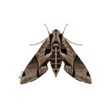 Lepidoptera illustrations  . % Andriele Cristina tarafından hazırlanan Geleneksel illüstras, Ve on projesi - 12.03.2021