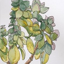 My project in Botanical Sketchbooking: A Meditative Approach course. Traditional illustration, Sketching, Drawing, Watercolor Painting, Botanical Illustration, and Sketchbook project by Sofia - 12.04.2021