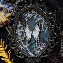 Real Butterfly Displays. Un proyecto de Bellas Artes de Tori - 04.12.2021