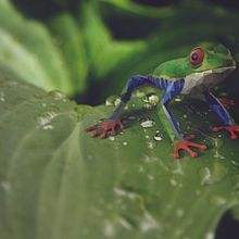 Polygon Frog . Design de ARTelier Creative - 12.06.2021