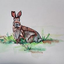 Wildlife illustration. Traditional illustration project by Tina Honerkamp - 12.06.2021
