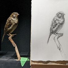My project in Classical Oil Painting for Naturalist Bird Portraiture course. Projekt z dziedziny  Sztuki piękne,  Malarstwo, Malarstwo olejowe, Ilustracja naturalist i czna użytkownika Susan O'Brien - 06.12.2021