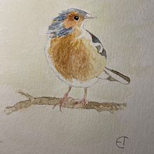 My project in Artistic Watercolor Techniques for Illustrating Birds course. Un proyecto de Ilustración tradicional, Pintura a la acuarela, Dibujo realista e Ilustración naturalista				 de Eva Torkelson - 07.12.2021