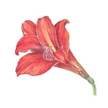 Flores. Un proyecto de Ilustración tradicional, Bellas Artes, Pintura, Dibujo, Pintura a la acuarela e Ilustración botánica de Delmy Alvarenga - 20.11.2021
