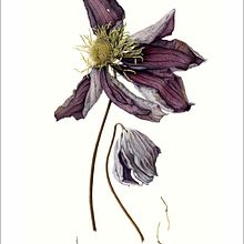 Larger than Life - Fading Flowers observed.. Un progetto di Illustrazione botanica di Julia Trickey - 08.12.2021