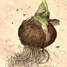 Society of Botanical Artists - exhibition submissions 2019. Un projet de Illustration botanique de Julia Trickey - 08.12.2021