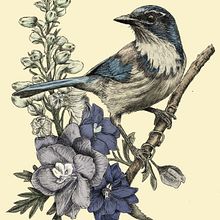 My project in Naturalist Illustration with Ballpoint Pen - Scrub jay with delphinium. Traditional illustration, Drawing, Realistic Drawing, and Naturalistic Illustration project by mdzaharchuk - 12.08.2021
