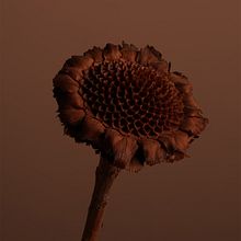 Dried flower. Un proyecto de Fotografía de Akatre - 09.12.2021