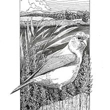 Il mio progetto del corso: Illustrazione con inchiostro e pennino: rappresenta la natura. Artistic Drawing, Ink Illustration, Naturalistic Illustration, and Drawing project by Alberto Pinellini - 12.08.2021