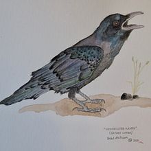 "Opinionated Raven": Final Project - Naturalist Watercolour with Expression and Personality course. Traditional illustration, Watercolor Painting, and Naturalistic Illustration project by Brad Atchison - 12.10.2021