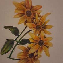 black eye susans illustration. Traditional illustration project by Lynn Zacharia - 12.10.2021