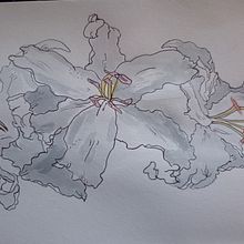 My project in Botanical Sketchbooking: A Meditative Approach course. Un proyecto de Ilustración tradicional, Bocetado, Dibujo, Pintura a la acuarela, Ilustración botánica y Sketchbook de Trudes Wright - 09.12.2020