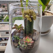 Mi Proyecto del curso: Arte vegetal: crea tu propio terrario abierto. Interior Design, L, scape Architecture, Decoration, DIY, Floral, and Plant Design project by Roberto Armas - 12.09.2021