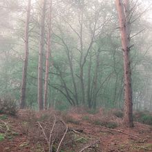 My final project: A Foggy Forest. Un progetto di Fotografia, Ritocco fotografico, Fotografia digitale, Composizione fotografica e Teoria del colore di Maxime DBerger - 19.12.2021