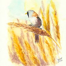 Pájaros en acuarela - Watercolour birds. Watercolor Painting project by iguazelcz - 12.05.2021