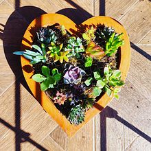 Mi Proyecto del curso: Diseño y creación de composiciones botánicas . Design interior, Arhitectură peisagistică, Decorațiuni, DIY și Design floral și de plante de Guadalupe Herrera - 12.16.2021