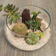 Mi Proyecto del curso: Arte vegetal: crea tu propio terrario abierto. Un proyecto de Diseño de interiores, Paisajismo, Decoración de interiores, DIY, Diseño floral y vegetal de Eduardo Patiño - 27.01.2022