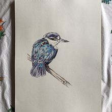 My project in Naturalist Illustration with Ballpoint Pen  course . % Jeni Bylsma tarafından hazırlanan Geleneksel illüstras, on, Çizim, Gerçekçi Çizim, Doğalcı İllüstras, Ve on projesi - 12.17.2021