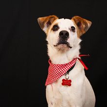 Mi Proyecto del curso: Fotografía lifestyle de perros. Un projet de Photographie, Photographie de portrait, Photographie pour Instagram, Photographie documentaire , et Photographie lifestyle de Yesenia Franco Vazquez - 18.12.2021