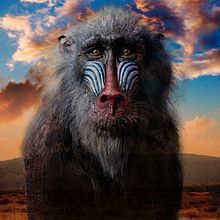 MACACO. Un proyecto de Diseño, Ilustración tradicional, Collage, Retoque fotográfico y Gestión del Portafolio de Kawan Rodrigues dos Santos - 19.12.2021