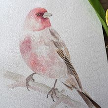 Roselin exotique. Traditional illustration project by fanny durand - 12.20.2021