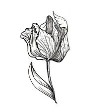 Mi Proyecto del curso: Tatuaje botánico con puntillismo. Un progetto di Illustrazione tradizionale, Design di tatuaggi, Illustrazione botanica e Design di Celeste Marina Fasio - 02.04.2022