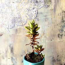 PINTURA ESTUCO BERLIM. Un proyecto de Pintura de MONICA PAIXAO - 21.12.2021