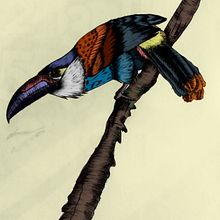 Mi Proyecto del curso: Ilustración naturalista con bolígrafo Tucan pechiazul. Traditional illustration, Drawing, Realistic Drawing, and Naturalistic Illustration project by Juan Sebastián Gutierrez Torres - 12.20.2021