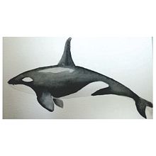 Mi Proyecto del curso: Técnicas de ilustración naturalista: ballenas en acuarela. Ilustração tradicional, Ilustração naturalista, e Desenho artístico projeto de nureggie6 - 18.12.2021