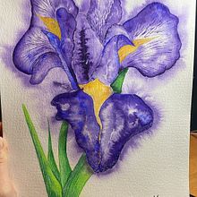 Mi Proyecto del curso: Ilustración botánica con acuarela (my interpretation of an Iris flower). Un proyecto de Ilustración tradicional, Pintura a la acuarela e Ilustración botánica de Catalina Ionescu - 25.12.2021
