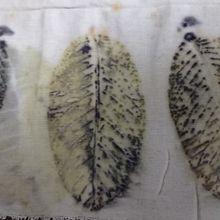 Meu projeto do curso: Impressão botânica em tecido e papel . % Sônia Oliveira tarafından hazırlanan Sanat ve El Sanatları, Moda Tasarımı, Kendin Yap, Tekstil Bo, ama, Tekstil Baskısı, Ve Tekstil Tasarımı projesi - 12.18.2021
