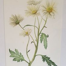 My project in Botanical Illustration with Watercolors course. Ilustração tradicional, Artes plásticas, Pintura, Desenho, Pintura em aquarela e Ilustração botânica projeto de belinda_lee_burns - 28.12.2021
