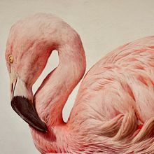 Flamenco chileno. Ilustración naturalista de aves con acuarela. Un proyecto de Ilustración tradicional, Pintura a la acuarela, Dibujo realista e Ilustración naturalista				 de Llanos Part Jornet - 28.12.2021