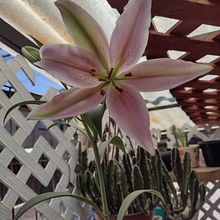 Plantas en ceramica Ein Projekt aus dem Bereich H und werk von Demi Silva - 28.12.2021