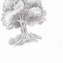 Albero a matita. Projekt z dziedziny  R, sunek, R, sunek ołówkiem,  R, sunek art, st, czn, Kompoz, cje kwiatowe i botaniczne i Sketchbook użytkownika Edoardo Vicari - 29.12.2021