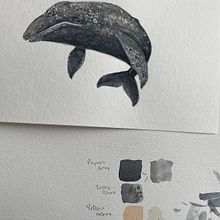 My Project in Naturalist Illustration Techniques: Whales in Watercolor - Gray Whale. Traditional illustration, Poster Design, Digital Illustration, and Manga project by Rhonda Bathurst - 12.25.2021