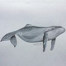 My project in Naturalist Illustration Techniques: Whales in Watercolor course. Projekt z dziedziny Trad, c, jna ilustracja,  Projektowanie plakatów, Ilustracja c, frowa i Manga użytkownika Danielle Myburgh - 26.12.2021