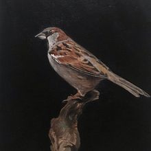 My project in Classical Oil Painting for Naturalist Bird Portraiture course . % Joe Taylor tarafından hazırlanan Güzel sanatlar, Tablo, Yağlıbo, a Resim, Doğalcı İllüstras, Ve on projesi - 12.29.2021