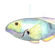 Mi Proyecto del curso: Ilustración de universos marinos en acuarela. Un proyecto de Ilustración tradicional, Pintura, Pintura a la acuarela e Ilustración naturalista				 de Andreah Sucre Bello - 30.12.2021