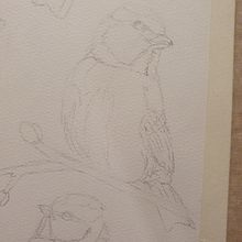 My project in Artistic Watercolor Techniques for Illustrating Birds course. Un progetto di Illustrazione tradizionale, Pittura ad acquerello, Disegno realistico e Illustrazione naturalistica di Henriëtte Doornwaard - 02.01.2022